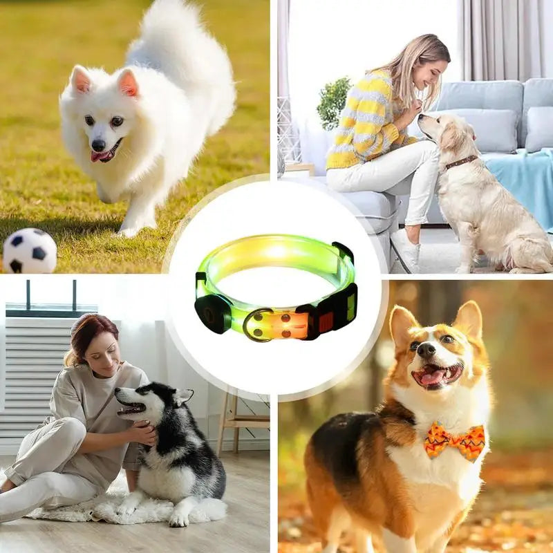 Glowing Dog Collar And Leash
